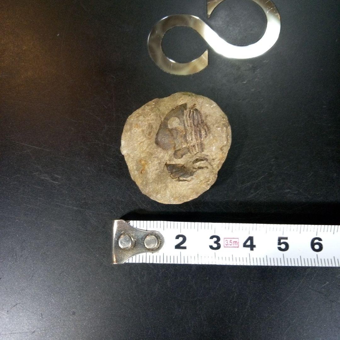 三葉虫　化石　fossil　ボリビア産　trilobite　海生動物識別⑩
