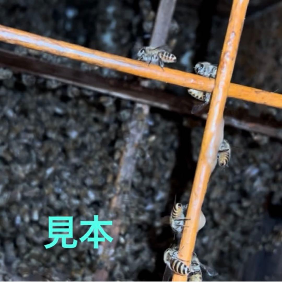 日本ミツバチ重箱式巣箱 継箱3段　　　Ｅ1