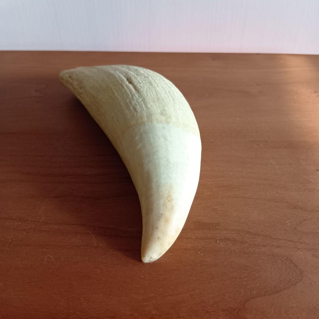 マッコウクジラ　歯　17cm　292g　印材　根付　工芸品　美品