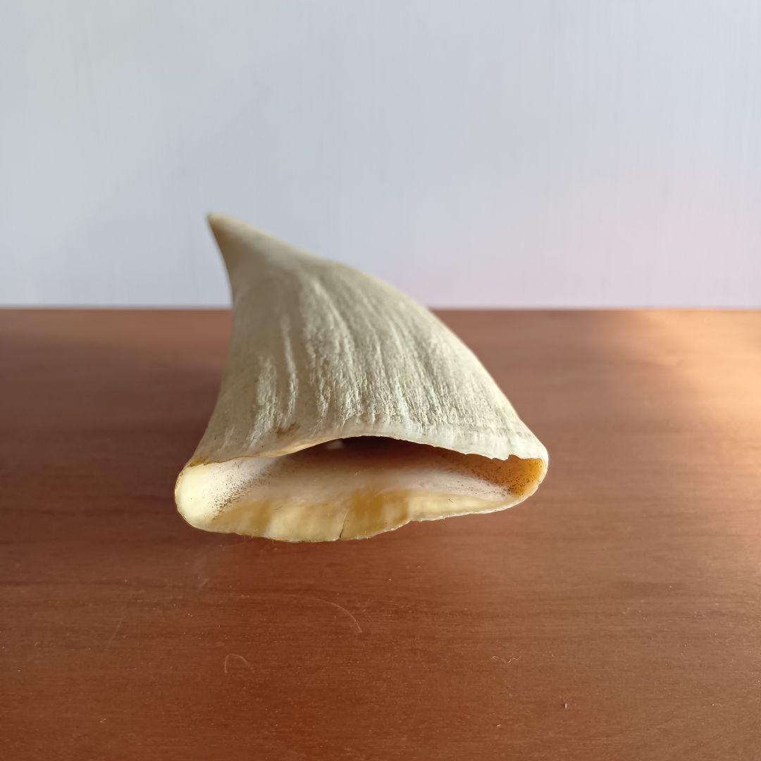 マッコウクジラ　歯　17cm　292g　印材　根付　工芸品　美品
