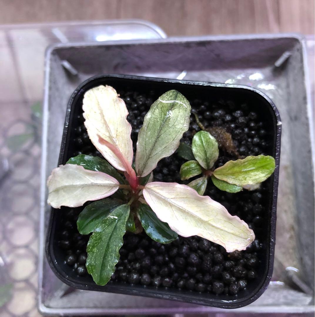 陰性水草【ブセファランドラ】Pink Variegata ピンクバリエガータ①