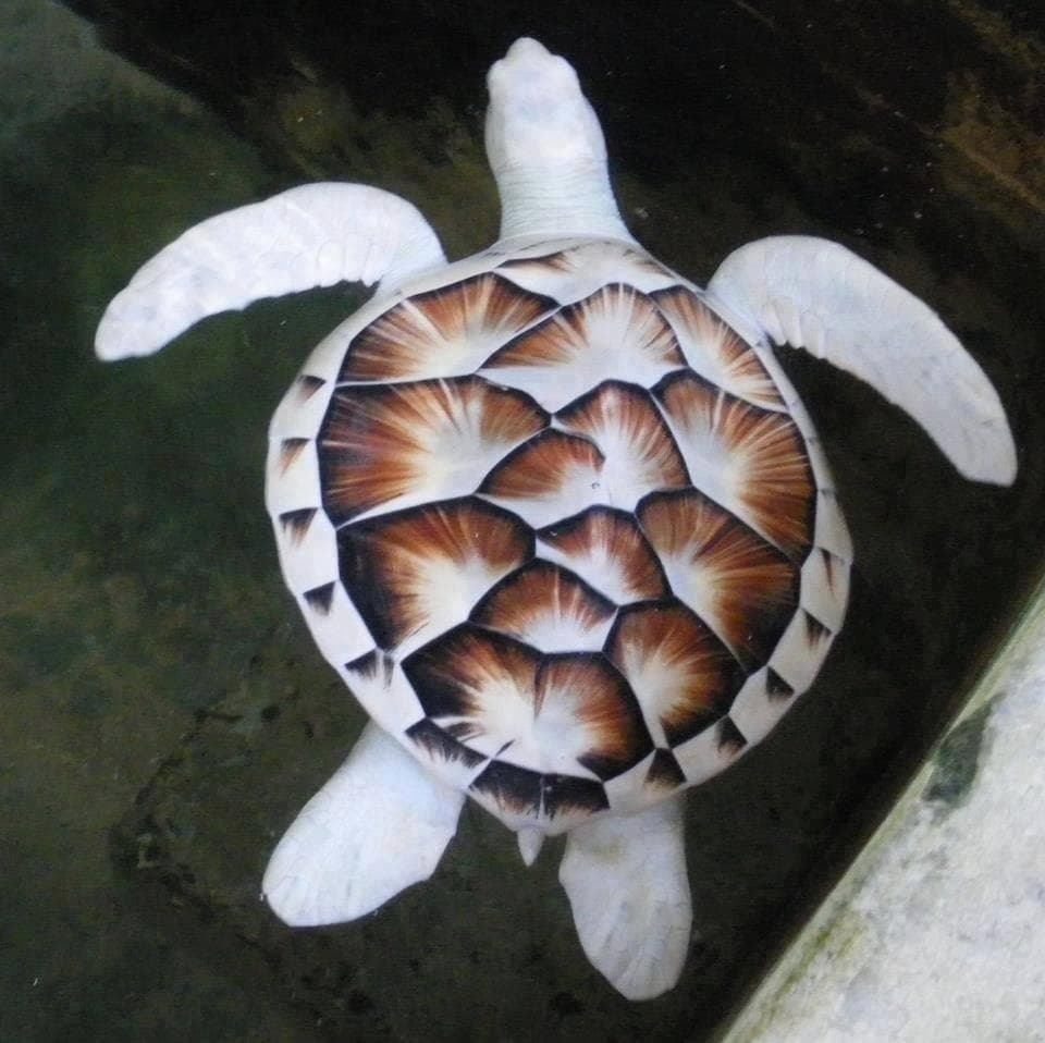 びわ