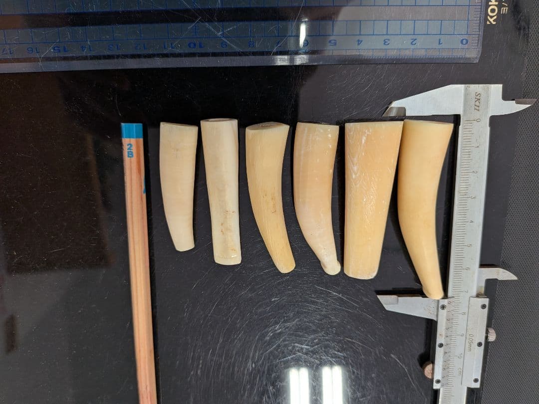 マッコウ鯨歯　本物パイプ用未完成材料