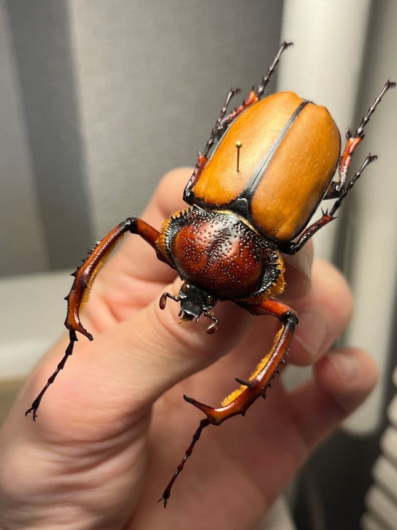 【49mm♂】ダビディヒメテナガコガネ 標本テナガカミキリ昆虫標本 甲虫