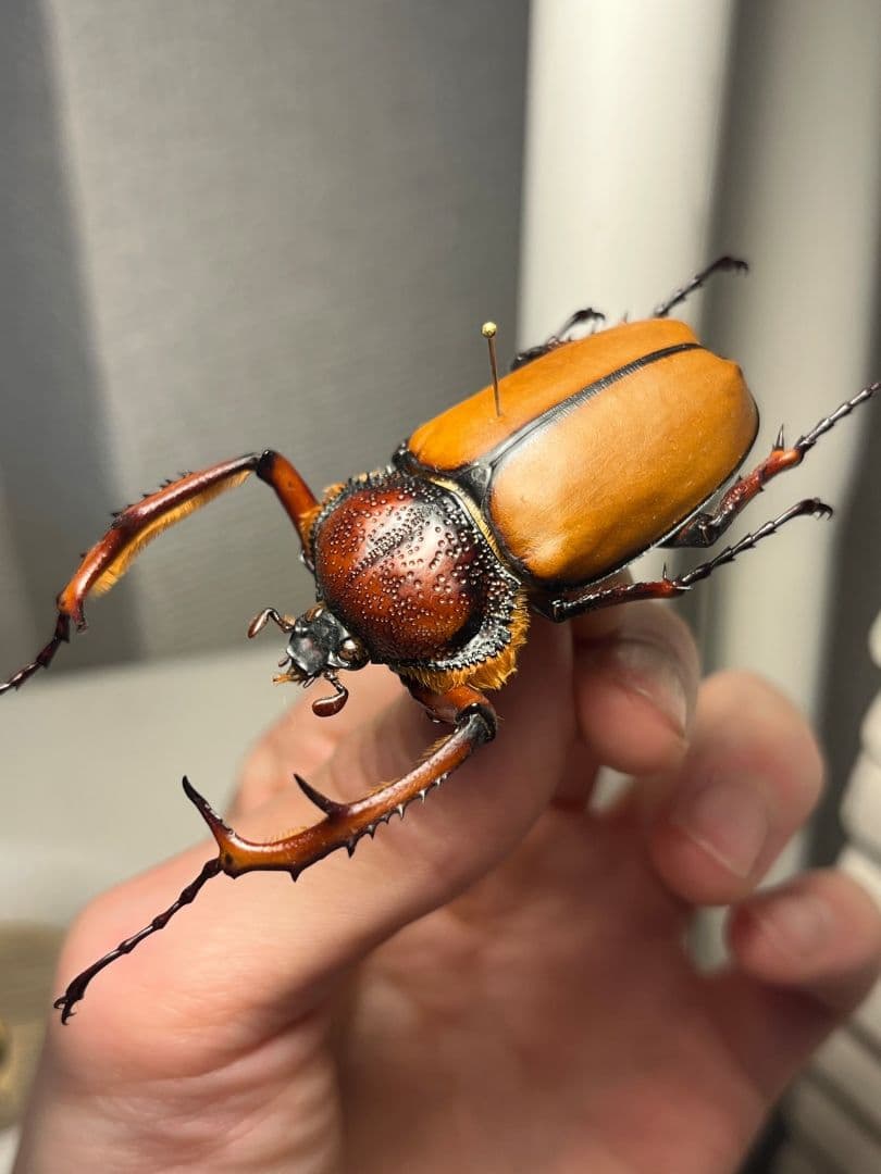 【49mm♂】ダビディヒメテナガコガネ 標本テナガカミキリ昆虫標本 甲虫