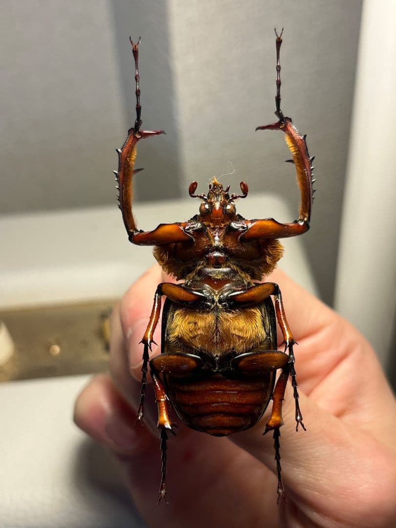 【49mm♂】ダビディヒメテナガコガネ 標本テナガカミキリ昆虫標本 甲虫