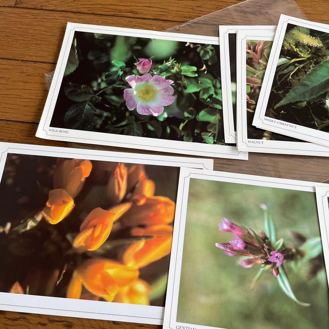バッチフラワーレメディの38種の写真
