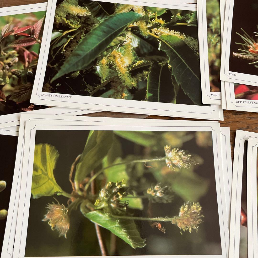 バッチフラワーレメディの38種の写真