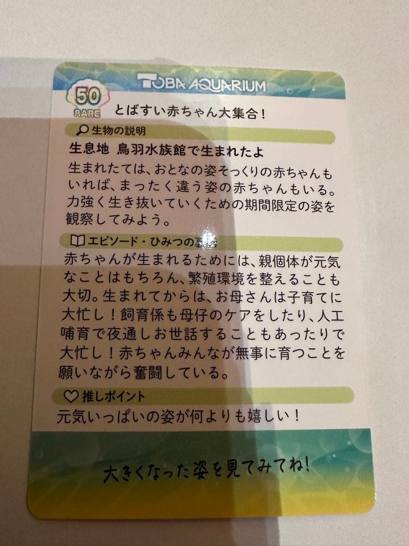 鳥羽水族館 コレクションカード　赤ちゃん　レア