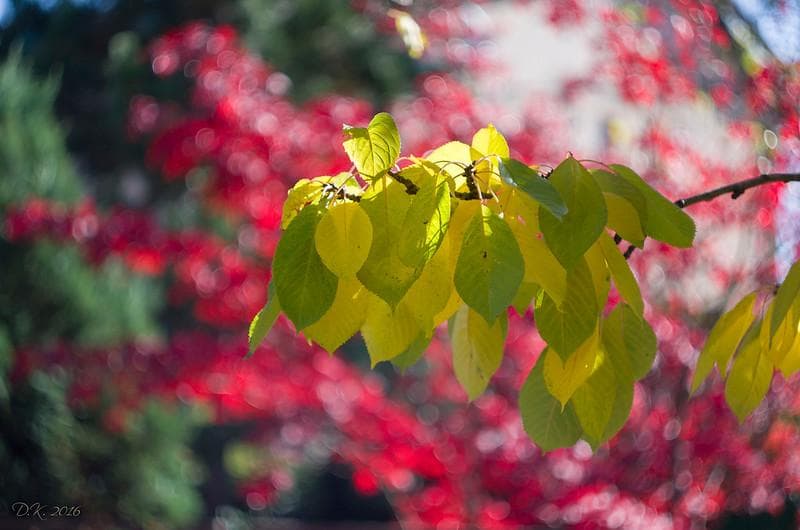 50【希少】Art Photo Group 限定　ヘリオス44-2