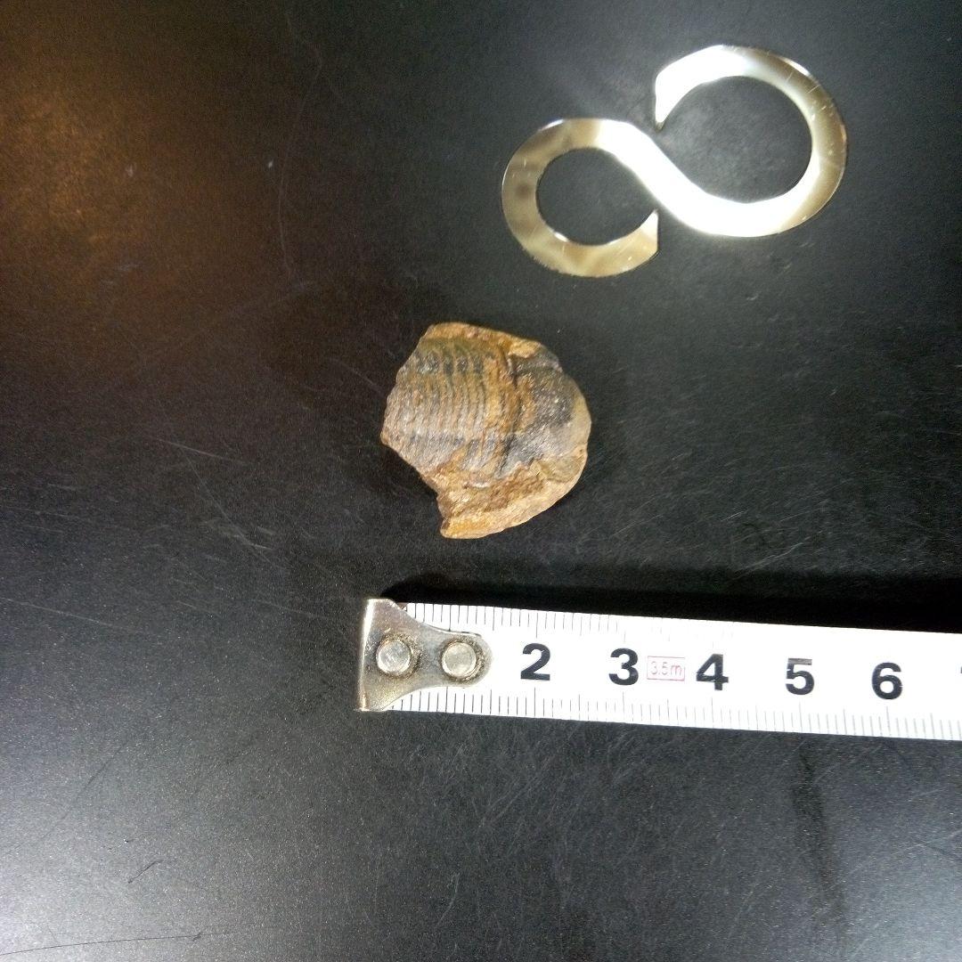 三葉虫　化石　fossil　海　ボリビア産　trilobite　海生動物分類②