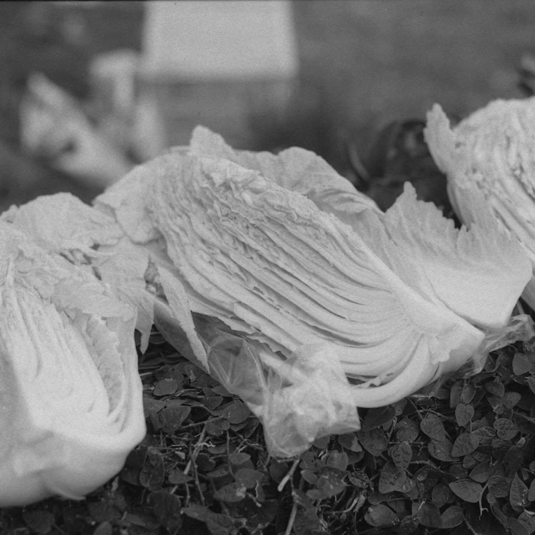 rollei cord Ⅱ フィルム実写済