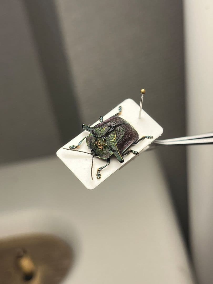 ペルーのカタトゲブローチハムシ 標本甲虫タマムシスハンダエコガネムシオサムシカ