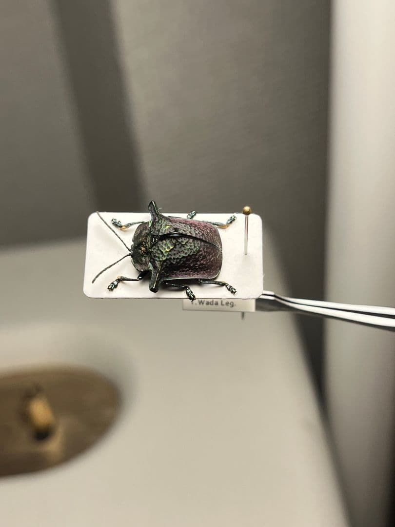 ペルーのカタトゲブローチハムシ 標本甲虫タマムシスハンダエコガネムシオサムシカ