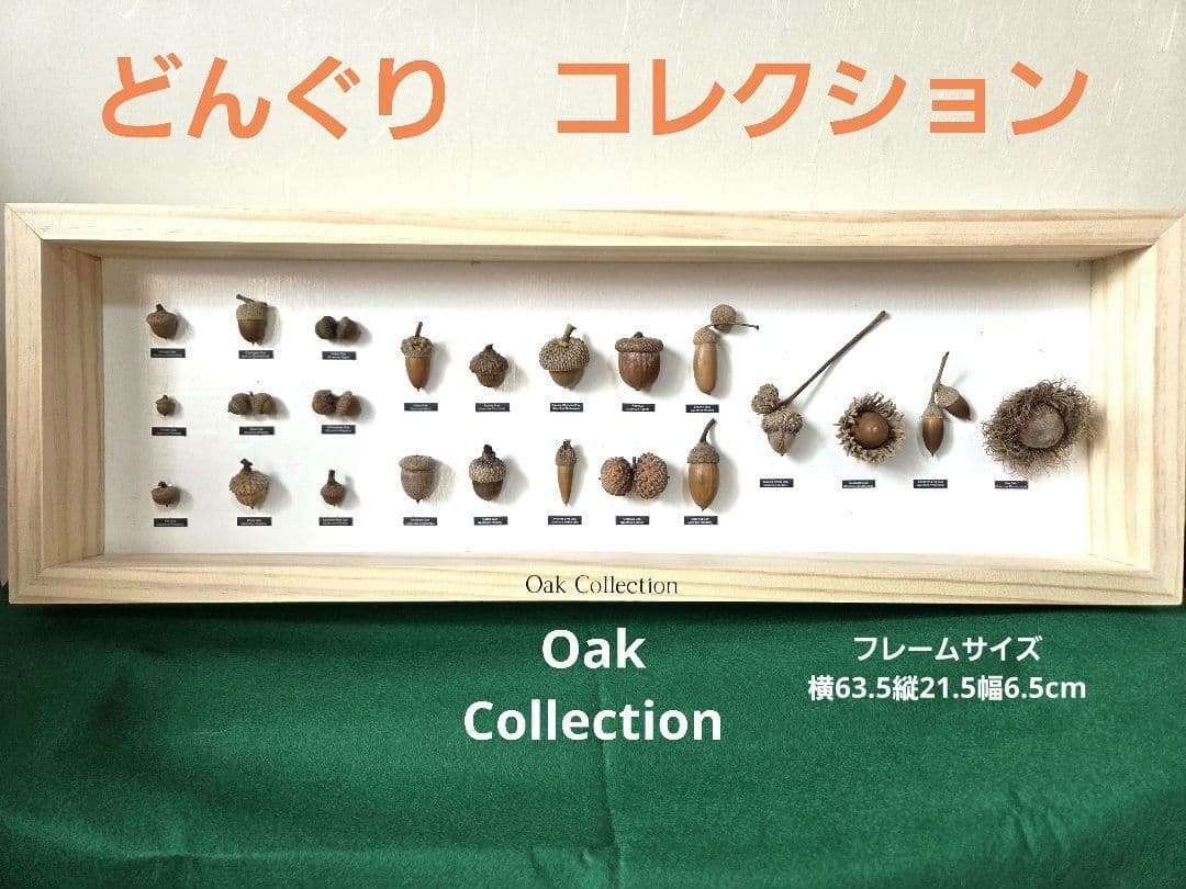 【23種】どんぐり　標本 （OakCollection）　フレーム　インテリア