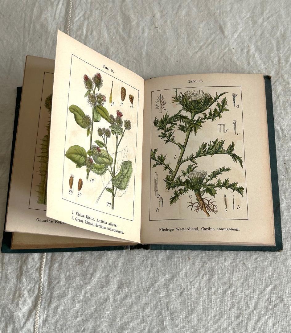 １９０６年　植物図鑑　植物解剖図　石版印刷　ボタニカル　アンティーク