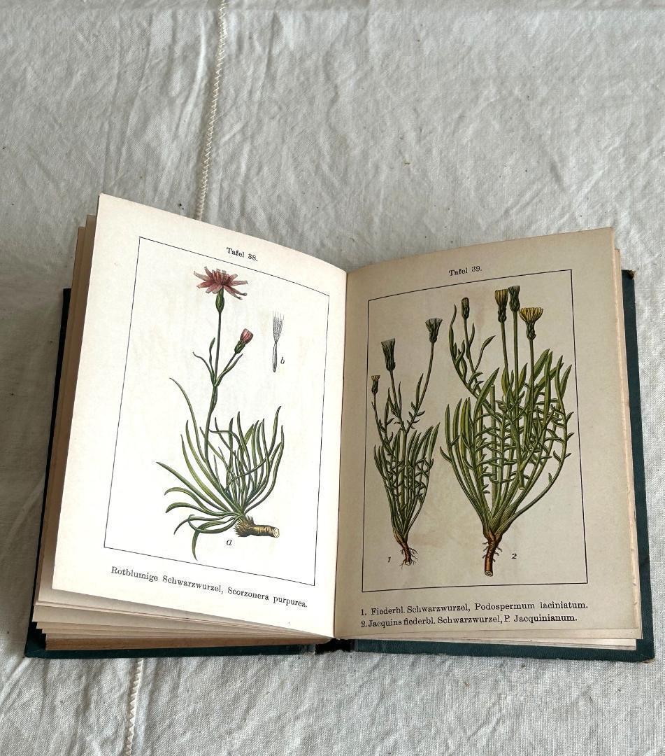 １９０６年　植物図鑑　植物解剖図　石版印刷　ボタニカル　アンティーク