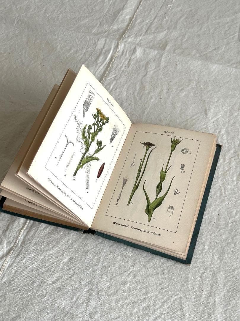 １９０６年　植物図鑑　植物解剖図　石版印刷　ボタニカル　アンティーク