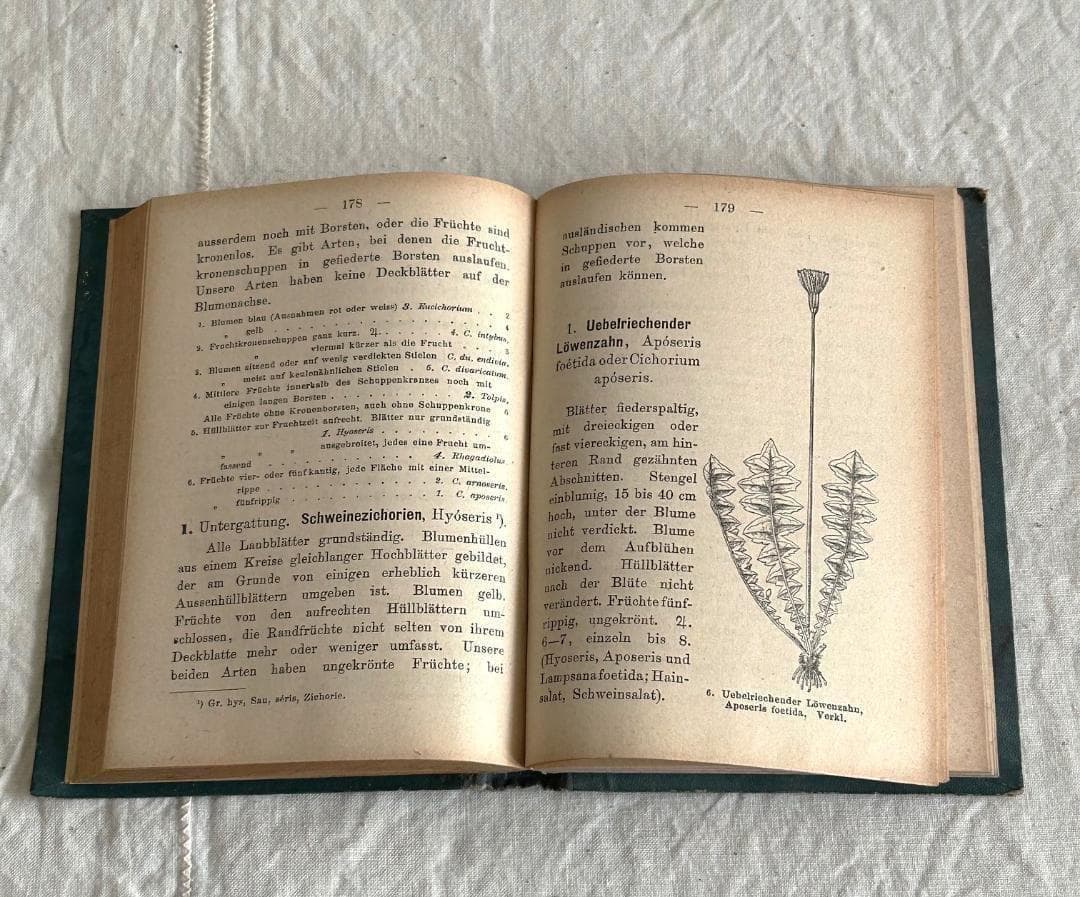 １９０６年　植物図鑑　植物解剖図　石版印刷　ボタニカル　アンティーク
