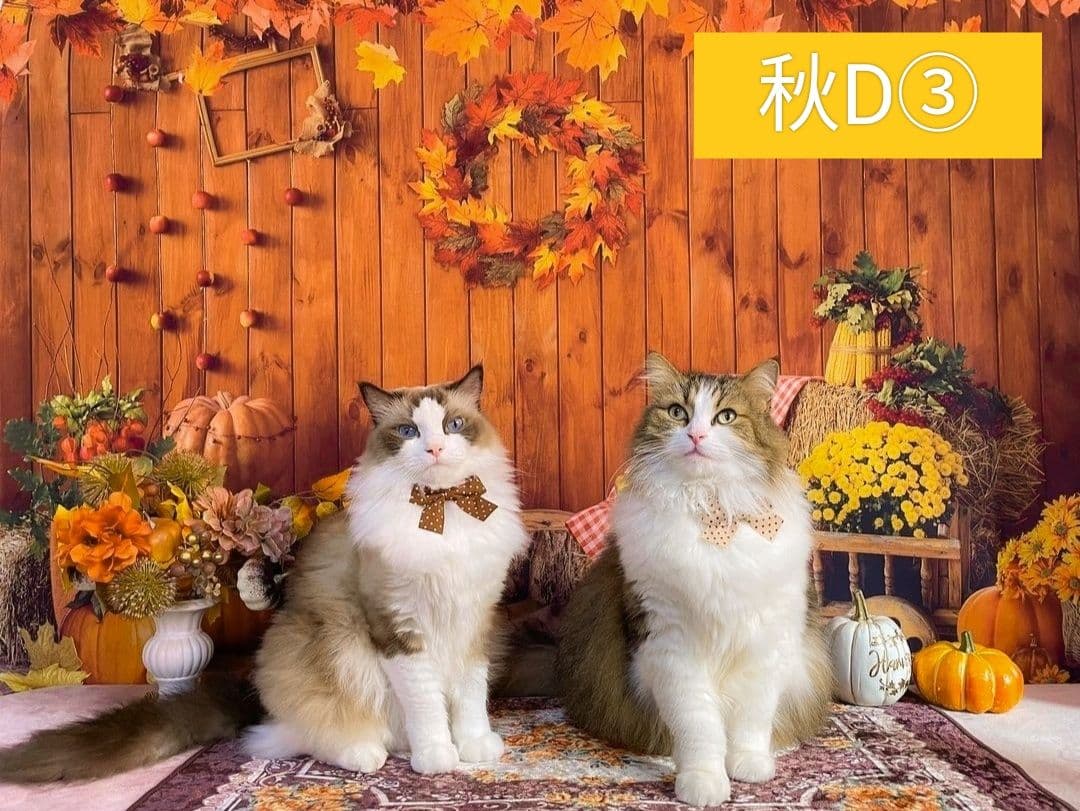 背景布【秋XA】サンプル80×120cm　ペット撮影用ブース　運動会　お月見