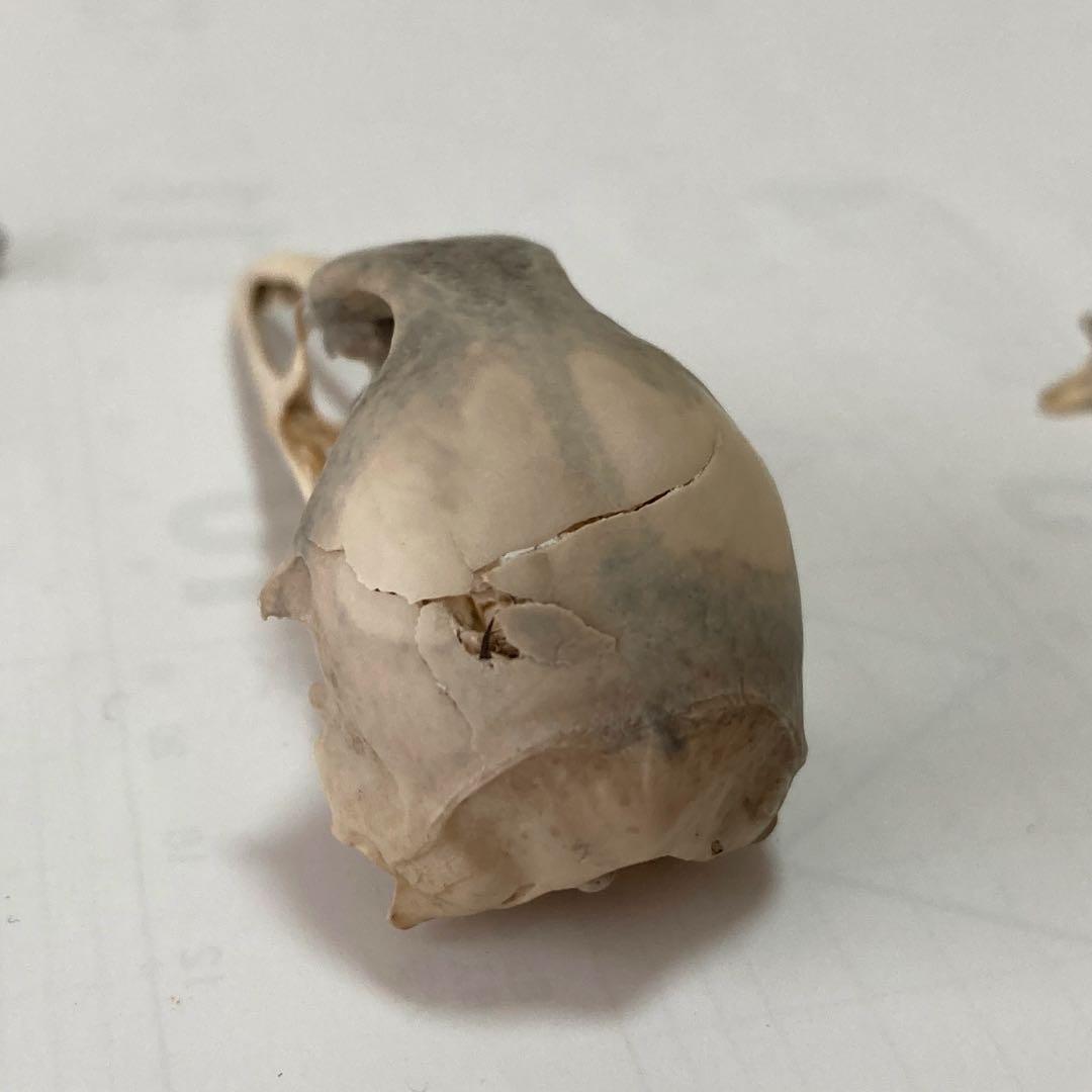 鳥の羽根 オオバン翼標本•頭骨•足標本