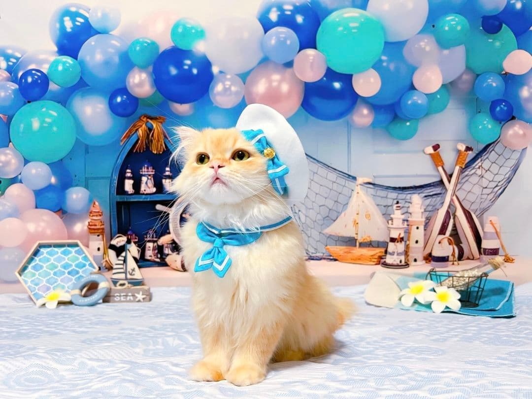 背景布【　春L　】サンプル　ペット撮影用　桜、お花見、チューリップ　フォトブース