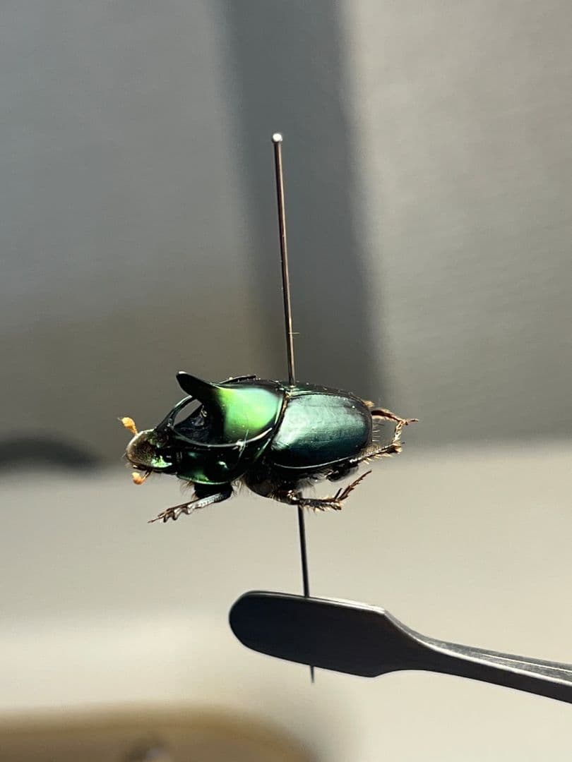 【食用糞虫】レックウザのようなカブトエンマコガネ 標本フンチュウ糞虫甲虫カミキリ