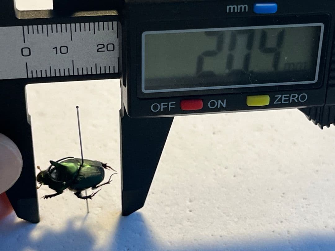 【食用糞虫】レックウザのようなカブトエンマコガネ 標本フンチュウ糞虫甲虫カミキリ