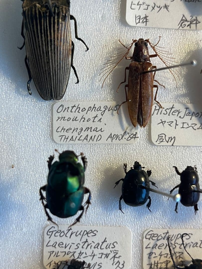 【食用糞虫】レックウザのようなカブトエンマコガネ 標本フンチュウ糞虫甲虫カミキリ