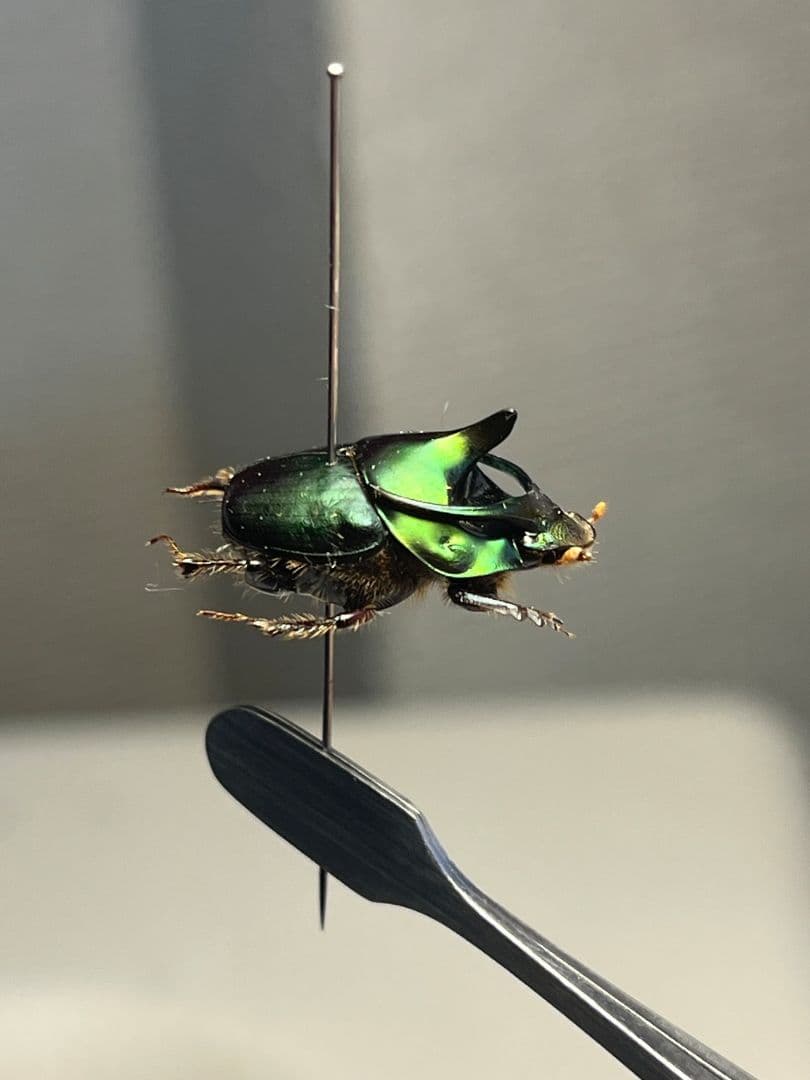 【食用糞虫】レックウザのようなカブトエンマコガネ 標本フンチュウ糞虫甲虫カミキリ