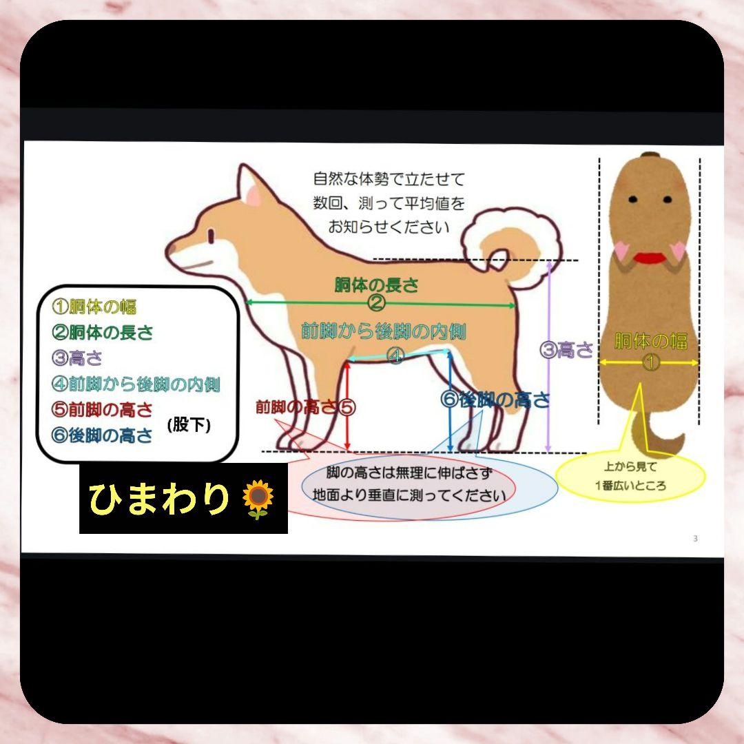 うさぎM.ダックス4輪 リハビリ 食事補助 犬用車椅子 介護用 犬の歩行器