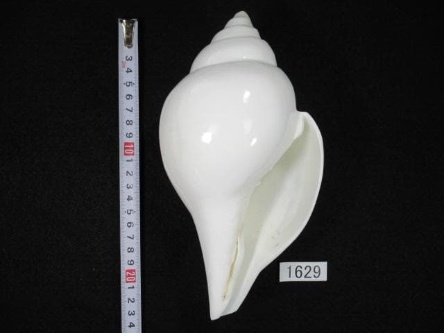 シャンクガイ　法螺貝　20.9cm　インド　No.1629