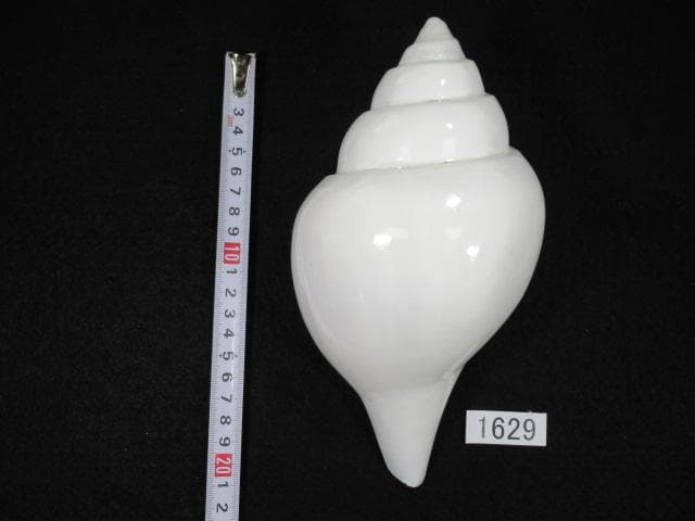 シャンクガイ　法螺貝　20.9cm　インド　No.1629