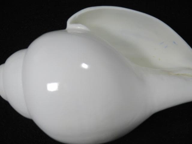 シャンクガイ　法螺貝　20.9cm　インド　No.1629
