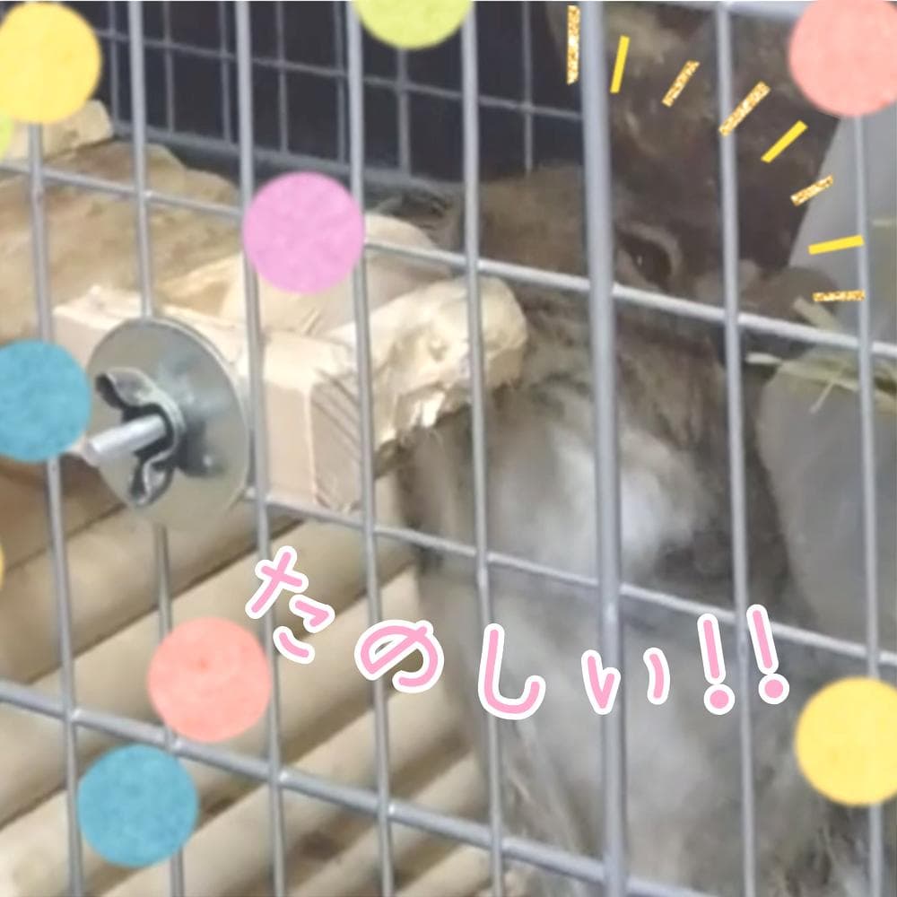 小動物 デグー おもちゃ くるくるホイールPワイド(1個入)_04