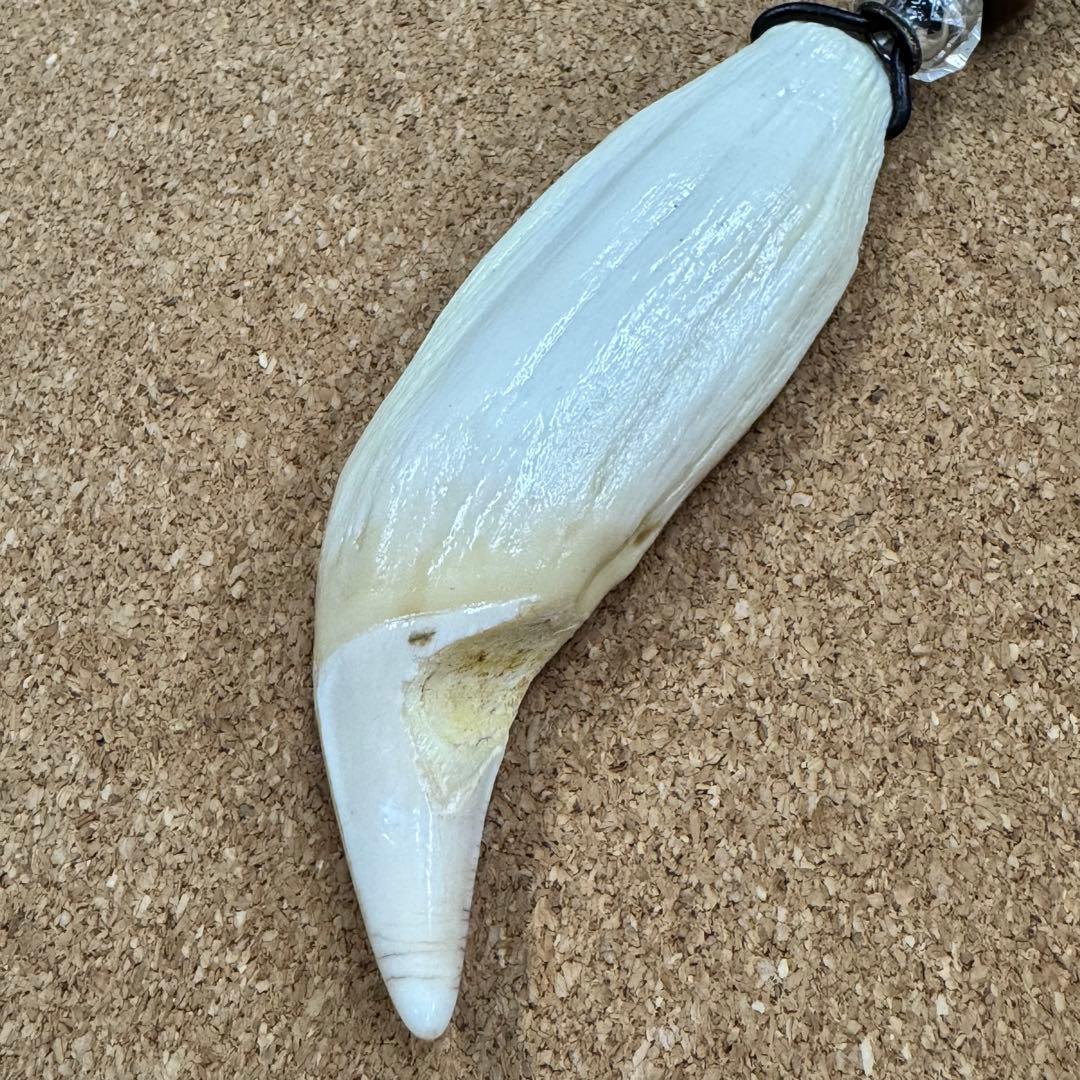 専用ページ 熊牙 北海道ヒグマ 特大 (7点)
