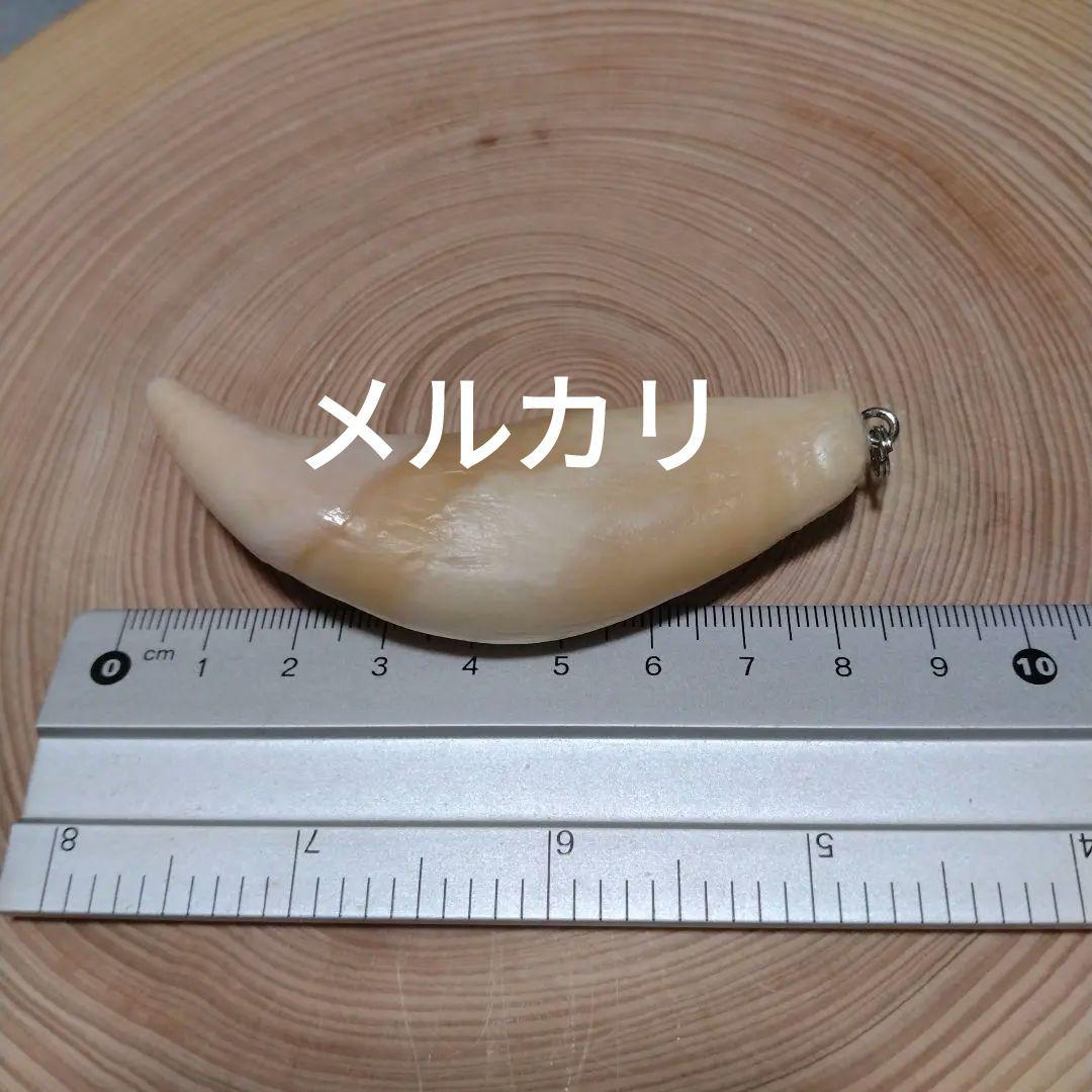 熊牙キーホルダー（ 約８cm ）　ヒグマの牙　ヒグマ　羆　　魔除け　災難除け