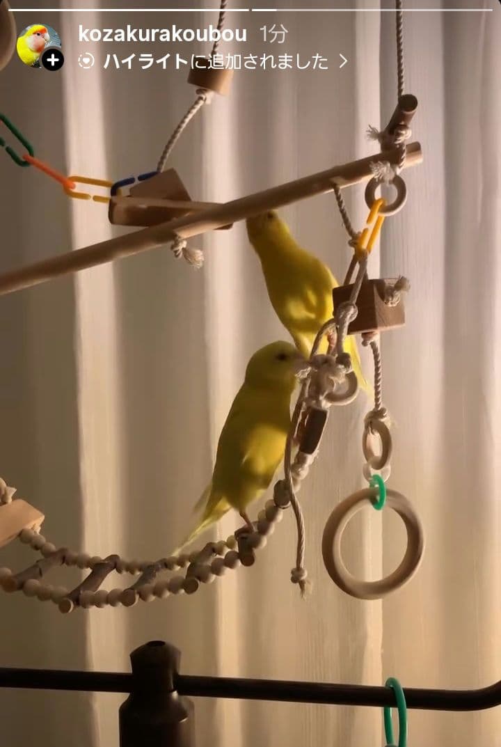 11　インコ　吊り下げアスレチック(大)　ブランコ　止まり木　バードトイ