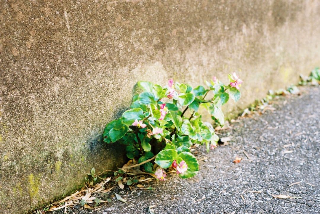作例付 MINOLTA SR-1s ROKKOR-PF 55㎜ 1.7