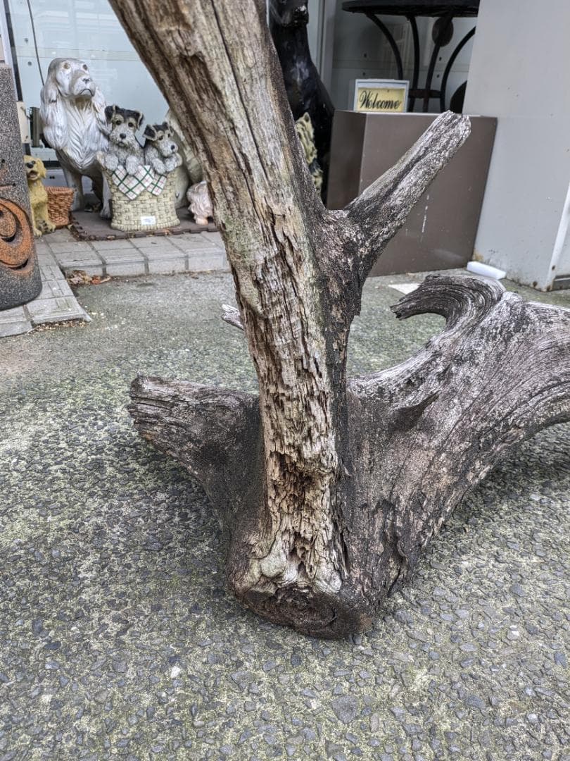 流木 幅105cm 登り木 オブジェ 観葉植物 大型 爬虫類 アクアリウム