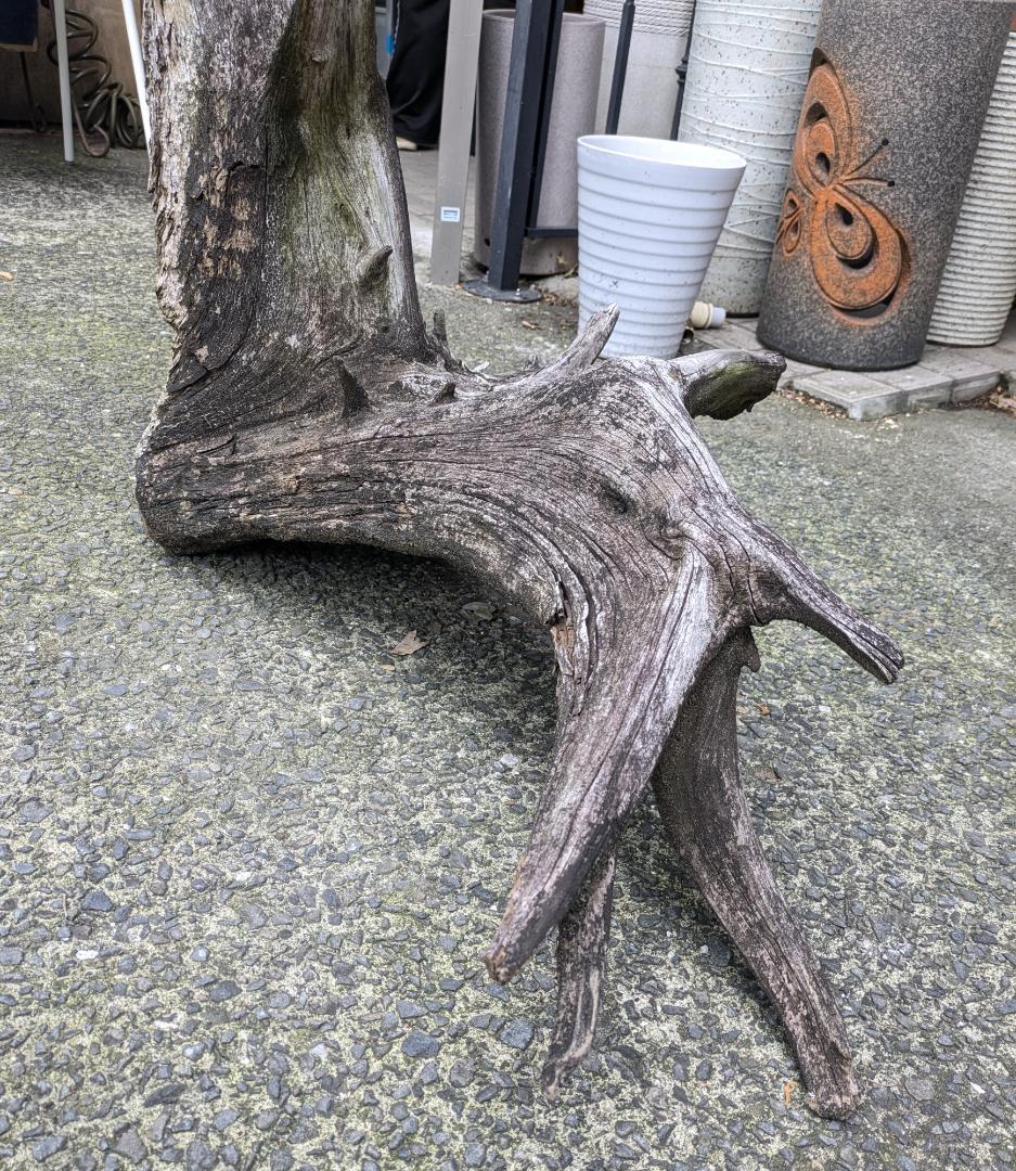 流木 幅105cm 登り木 オブジェ 観葉植物 大型 爬虫類 アクアリウム