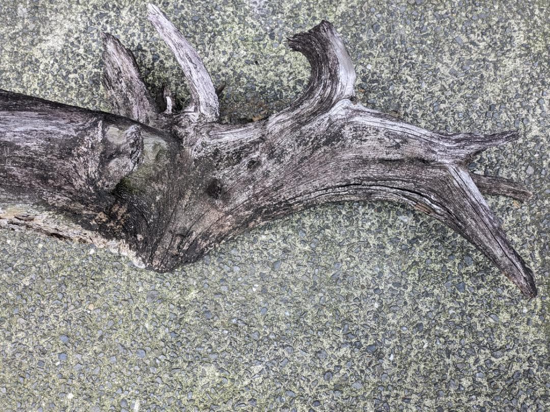 流木 幅105cm 登り木 オブジェ 観葉植物 大型 爬虫類 アクアリウム