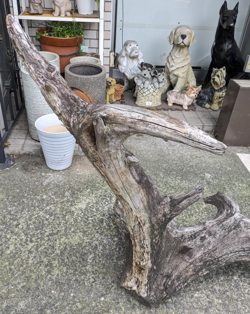 流木 幅105cm 登り木 オブジェ 観葉植物 大型 爬虫類 アクアリウム