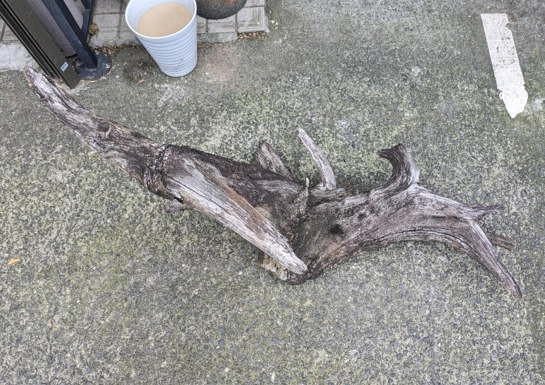 流木 幅105cm 登り木 オブジェ 観葉植物 大型 爬虫類 アクアリウム