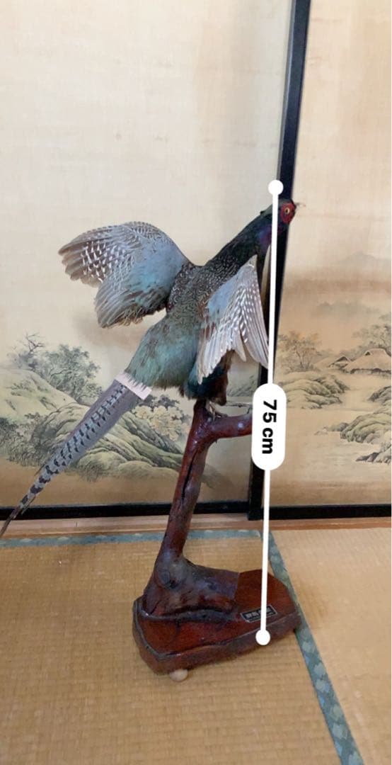 キジの剥製