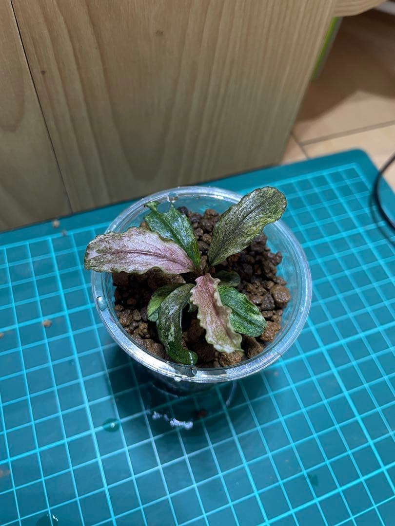 ブセファランドラsp.pink variegated