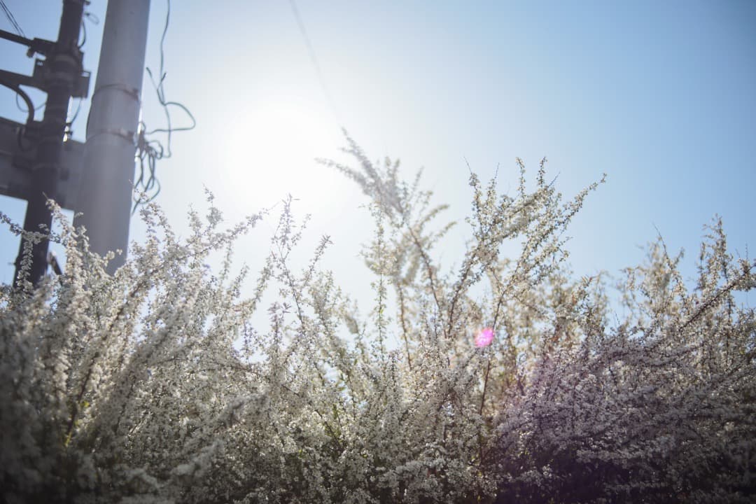 レンズ(単焦点) LEICA SUMMICRON-R 35mm 3CAM