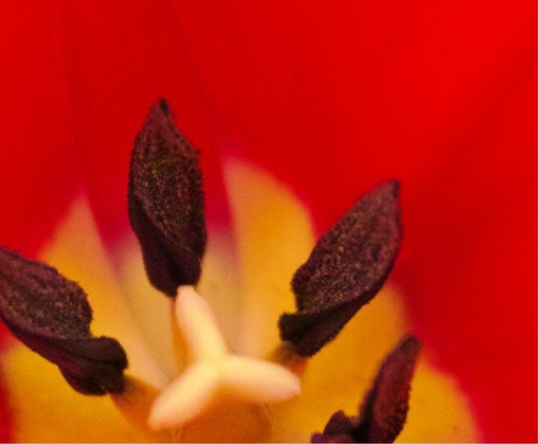 SIGMA DP3 Merrill 、純正フード、ボディースーツ 、フィルター等