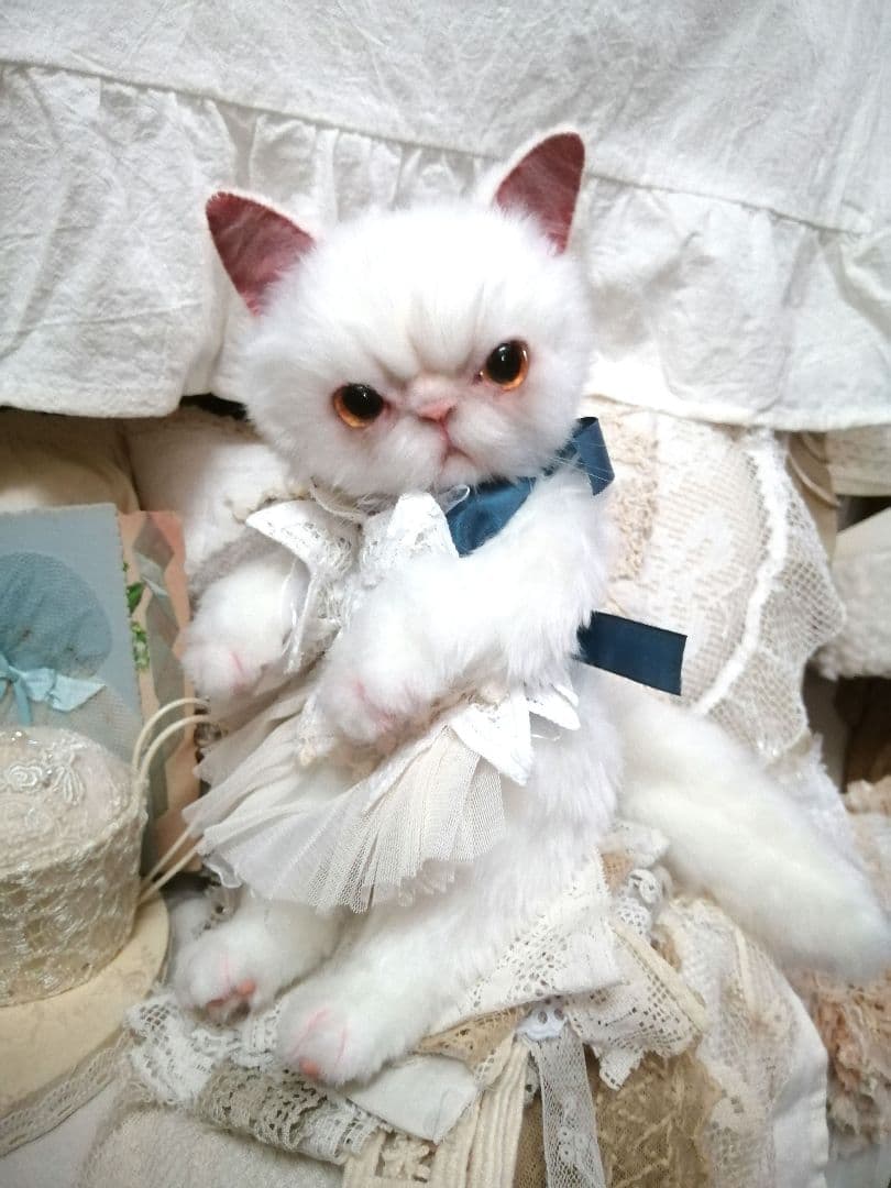 里親様募集(ΦωΦ)❣❣エキゾチックショートヘアー♥(ΦωΦ)(ΦωΦ)