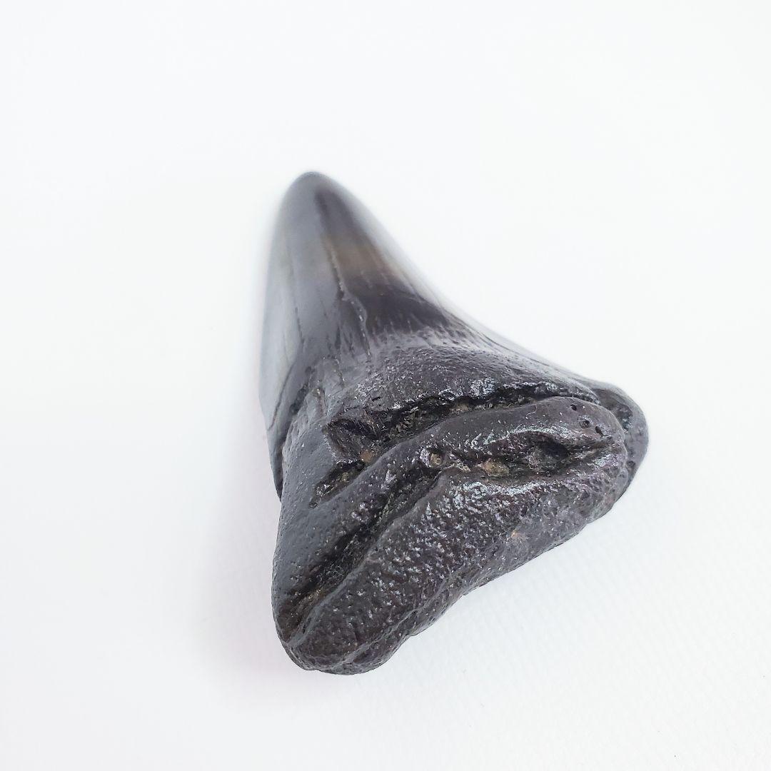 化石 サメの歯　カルカロドン　6.5cm 希少✨️